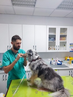 paddy consulta veterinaria revision anual