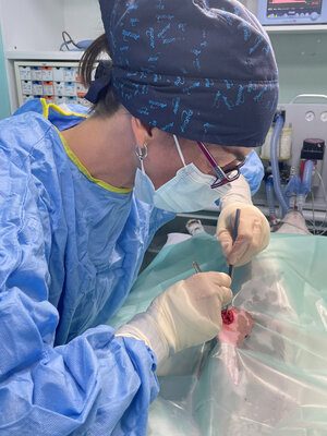cirugia-esterilizacion-ovariohisterectomia-canina