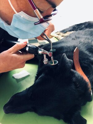 otoscopio-espiga-otitis-sedacion-veterinaria