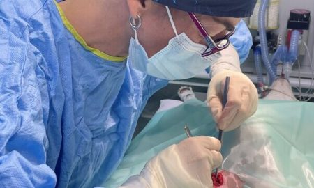 ovariohisterectomia-cirugia-veterinaria