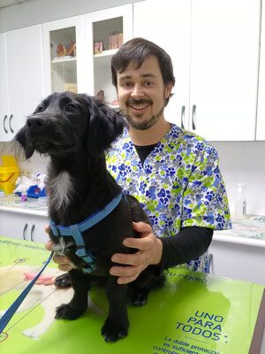planes-de-salud-cachorro-medicina-veterinaria