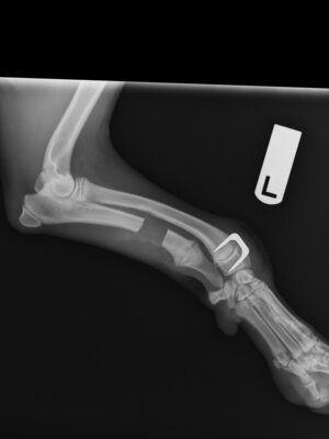 radiografia-seguimiento-radius-curvus-cachorro-postoperatorio