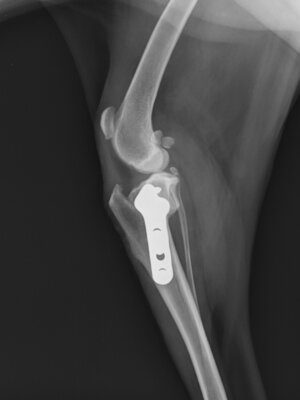 radiografia-seguimiento-tplo-ligamento-cruzado