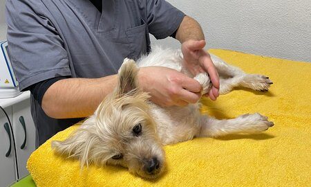 rehabilitacion-fisioterapia-canina-osteoartrosis