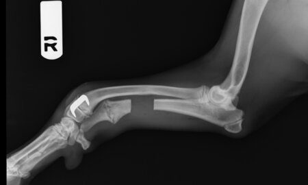 traumatologia-ortopedia-veterinaria